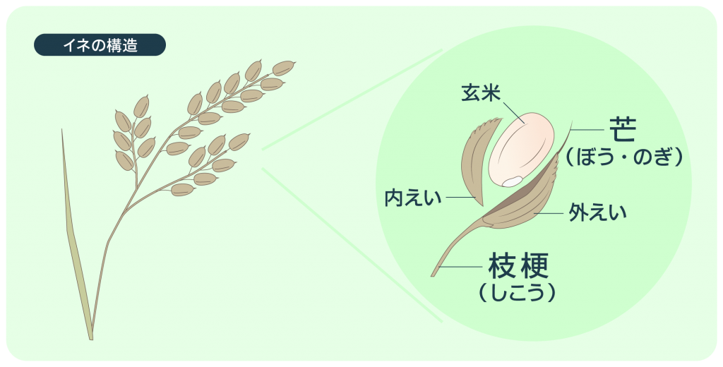 イネの枝梗部 | 株式会社ケツト科学研究所